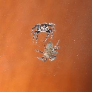 Maratus griseus at Fadden, ACT - 11 Apr 2020