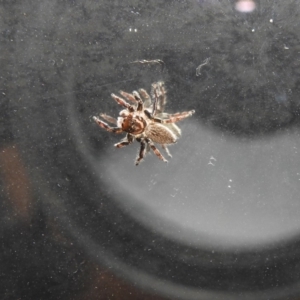 Maratus griseus at Fadden, ACT - 11 Apr 2020