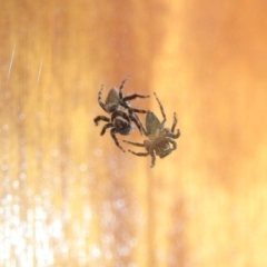 Maratus griseus at Fadden, ACT - 11 Apr 2020 02:14 PM