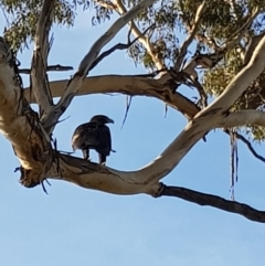 Aquila audax (Wedge-tailed Eagle) at Molonglo Gorge - 15 Apr 2020 by laura.williams