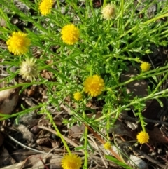 Calotis lappulacea (Yellow Burr Daisy) at Kowen, ACT - 14 Apr 2020 by laura.williams