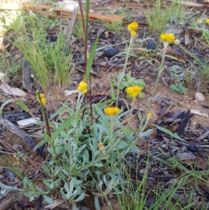 Chrysocephalum apiculatum at Kowen, ACT - 15 Apr 2020