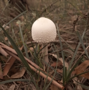 Macrolepiota dolichaula at Amaroo, ACT - 13 Apr 2020