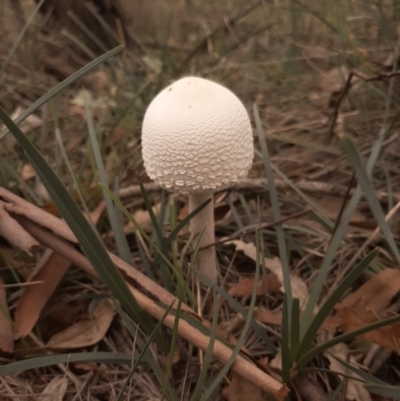 Macrolepiota dolichaula (Macrolepiota dolichaula) at Amaroo, ACT - 13 Apr 2020 by laura.williams