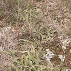 Bothriochloa macra (Red Grass, Red-leg Grass) at Amaroo, ACT - 13 Apr 2020 by laura.williams