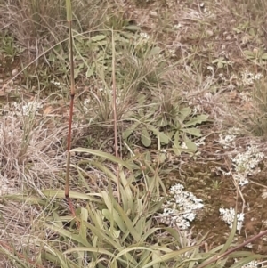 Bothriochloa macra at Amaroo, ACT - 13 Apr 2020