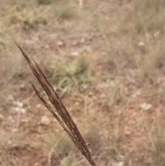 Bothriochloa macra at Amaroo, ACT - 13 Apr 2020