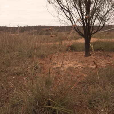 Themeda triandra (Kangaroo Grass) at Hall, ACT - 13 Apr 2020 by laura.williams