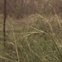 Microlaena stipoides (Weeping Grass) at Hall, ACT - 13 Apr 2020 by laura.williams