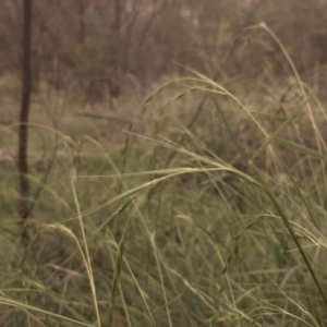 Microlaena stipoides at Hall, ACT - 13 Apr 2020