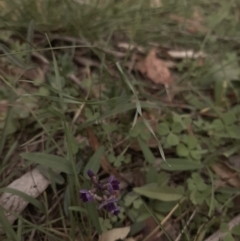 Glycine tabacina (Variable Glycine) at Hall, ACT - 13 Apr 2020 by laura.williams