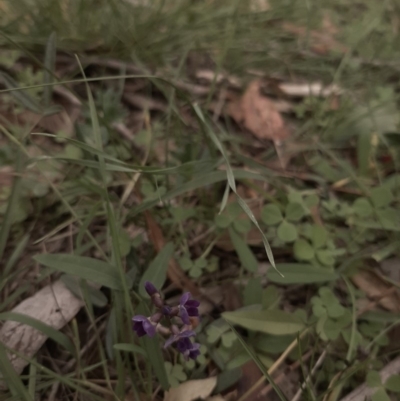 Glycine tabacina (Variable Glycine) at Hall, ACT - 13 Apr 2020 by laura.williams