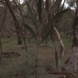 Acacia rubida at Amaroo, ACT - 13 Apr 2020 02:53 PM