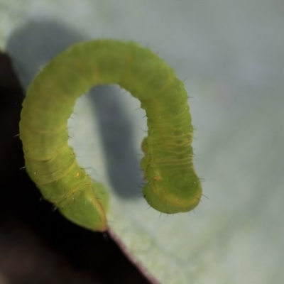 Lepidoptera unclassified IMMATURE (caterpillar or pupa or cocoon) at Scullin, ACT - 4 Apr 2020 by AlisonMilton