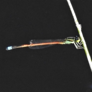 Ischnura aurora at Banks, ACT - 15 Apr 2020