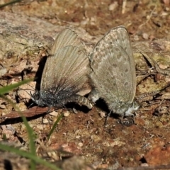 Zizina otis (Common Grass-Blue) at Tuggeranong DC, ACT - 15 Apr 2020 by JohnBundock