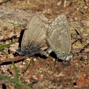 Zizina otis at Tuggeranong DC, ACT - 15 Apr 2020 12:56 PM