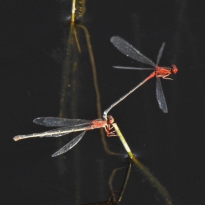 Xanthagrion erythroneurum (Red & Blue Damsel) at Rob Roy Range - 15 Apr 2020 by JohnBundock
