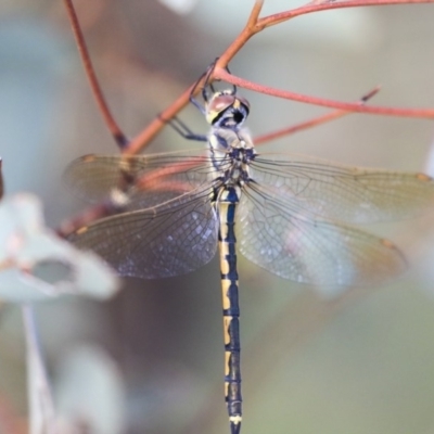 Hemicordulia tau (Tau Emerald) at Dunlop, ACT - 7 Apr 2020 by AlisonMilton