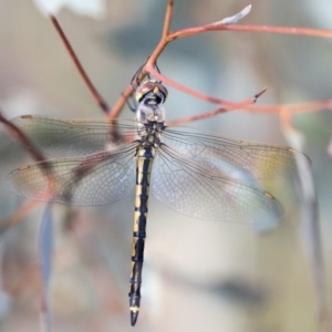 Hemicordulia tau at Dunlop, ACT - 7 Apr 2020