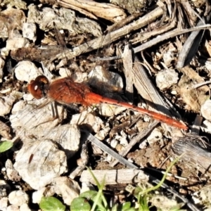 Diplacodes bipunctata at Banks, ACT - 15 Apr 2020