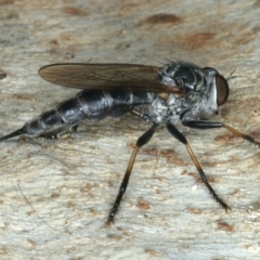 Cerdistus sp. (genus) (Yellow Slender Robber Fly) at Majura, ACT - 13 Apr 2020 by jbromilow50