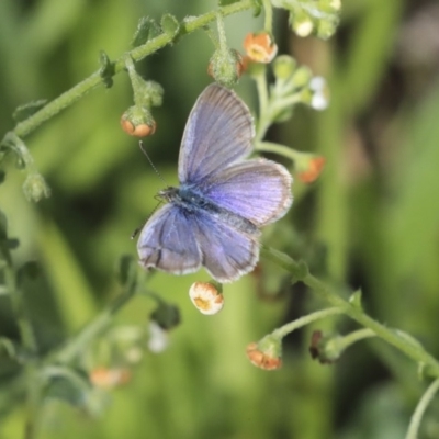 Zizina otis (Common Grass-Blue) at Hawker, ACT - 7 Apr 2020 by AlisonMilton