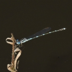 Austrolestes leda (Wandering Ringtail) at Rob Roy Range - 15 Apr 2020 by JohnBundock