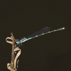 Austrolestes leda (Wandering Ringtail) at Tuggeranong DC, ACT - 15 Apr 2020 by JohnBundock