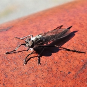 Cerdistus sp. (genus) at Banks, ACT - 15 Apr 2020