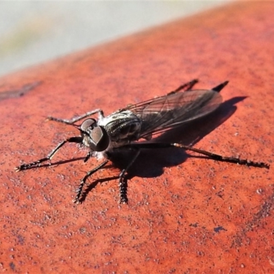 Cerdistus sp. (genus) (Slender Robber Fly) at Banks, ACT - 15 Apr 2020 by JohnBundock