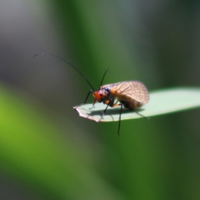 Chorista australis (Autumn scorpion fly) at Mongarlowe River - 15 Apr 2020 by LisaH