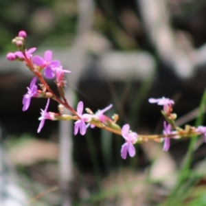 Stylidium sp. at Mongarlowe, NSW - 15 Apr 2020 12:01 PM