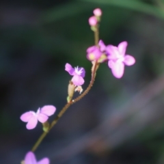 Stylidium sp. at Mongarlowe, NSW - 15 Apr 2020 12:01 PM