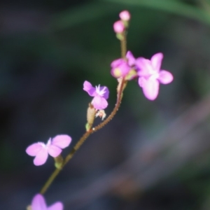 Stylidium sp. at Mongarlowe, NSW - 15 Apr 2020 12:01 PM