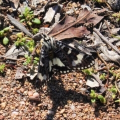 Apina callisto (Pasture Day Moth) at Hughes, ACT - 15 Apr 2020 by JackyF