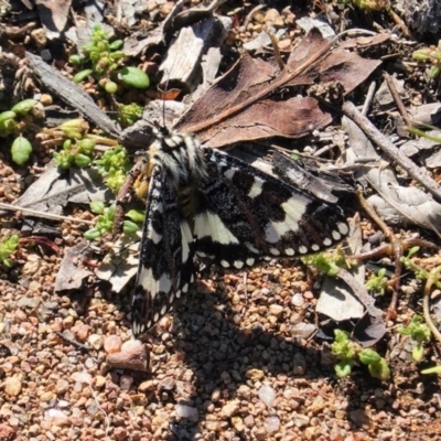 Apina callisto (Pasture Day Moth) at GG229 - 15 Apr 2020 by JackyF