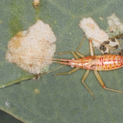 Tettigoniidae (family) (Unidentified katydid) at Ainslie, ACT - 13 Apr 2020 by jb2602