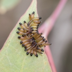 Pseudoperga sp. (genus) (Sawfly, Spitfire) at The Pinnacle - 7 Apr 2020 by AlisonMilton