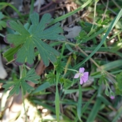 Geranium solanderi var. solanderi (Native Geranium) at Deakin, ACT - 15 Apr 2020 by JackyF