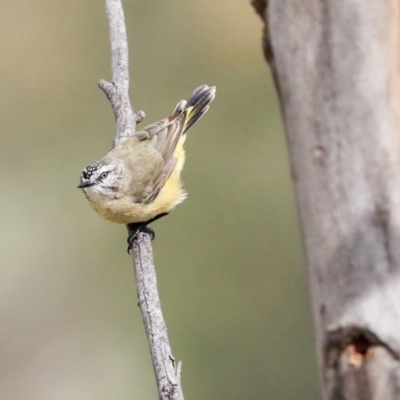 Acanthiza chrysorrhoa (Yellow-rumped Thornbill) at Dunlop, ACT - 7 Apr 2020 by Alison Milton