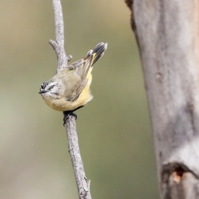 Acanthiza chrysorrhoa (Yellow-rumped Thornbill) at Dunlop, ACT - 7 Apr 2020 by AlisonMilton