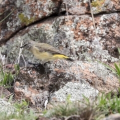 Acanthiza chrysorrhoa at Dunlop, ACT - 7 Apr 2020