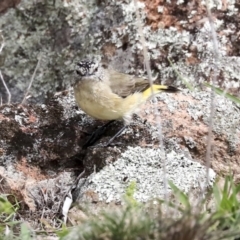 Acanthiza chrysorrhoa at Dunlop, ACT - 7 Apr 2020