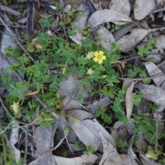 Oxalis thompsoniae (Fluffy-fruit Wood-sorrel) at Deakin, ACT - 15 Apr 2020 by JackyF