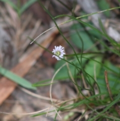 Lagenophora sublyrata at Mongarlowe, NSW - 15 Apr 2020 by LisaH