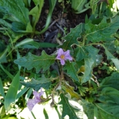 Solanum cinereum (Narrawa Burr) at Deakin, ACT - 15 Apr 2020 by JackyF