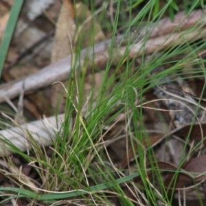 Poa sp. at Mongarlowe, NSW - 15 Apr 2020