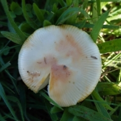 Unidentified Fungus at Deakin, ACT - 15 Apr 2020 by JackyF