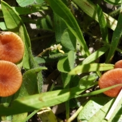 Laccaria sp. (Laccaria) at Deakin, ACT - 15 Apr 2020 by JackyF